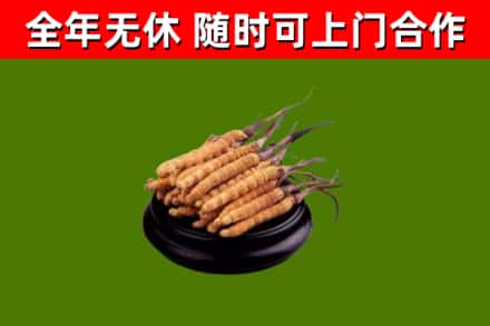 靖江市烟酒回收冬虫夏草.jpg